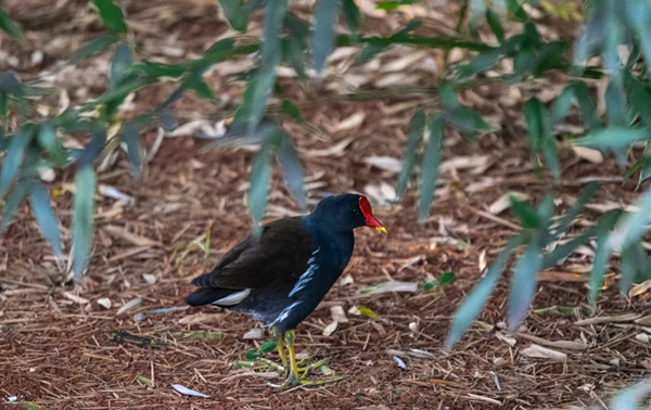 2 黑水鸡_副本.jpg