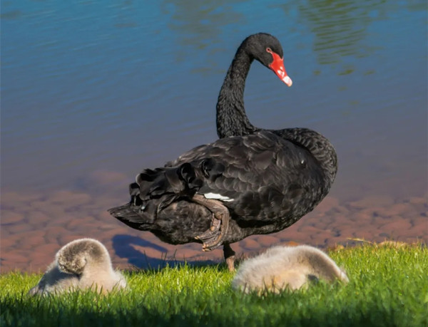 3 黑天鹅_副本.jpg