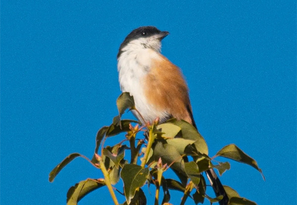 4 棕背伯劳_副本.jpg