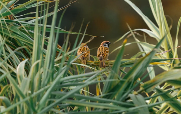 7 树麻雀_副本.jpg