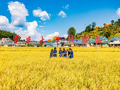 YNU's research on perennial rice published in intl academic journal